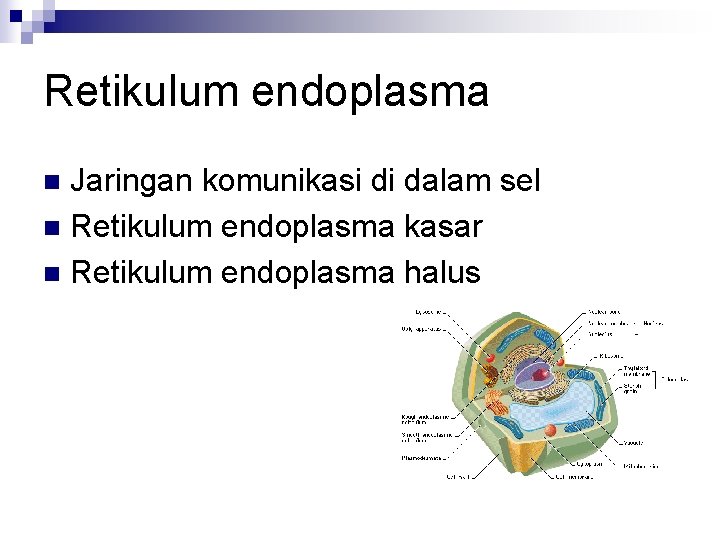 Retikulum endoplasma Jaringan komunikasi di dalam sel n Retikulum endoplasma kasar n Retikulum endoplasma