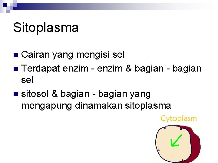 Sitoplasma Cairan yang mengisi sel n Terdapat enzim - enzim & bagian - bagian