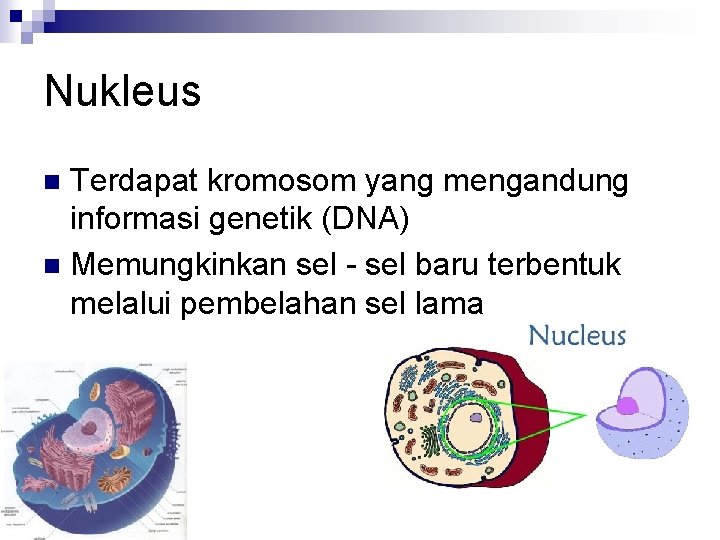 Nukleus Terdapat kromosom yang mengandung informasi genetik (DNA) n Memungkinkan sel - sel baru Nukleus Terdapat kromosom yang mengandung informasi genetik (DNA) n Memungkinkan sel - sel baru