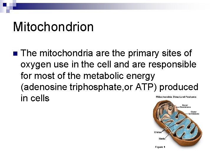 Mitochondrion n The mitochondria are the primary sites of oxygen use in the cell Mitochondrion n The mitochondria are the primary sites of oxygen use in the cell
