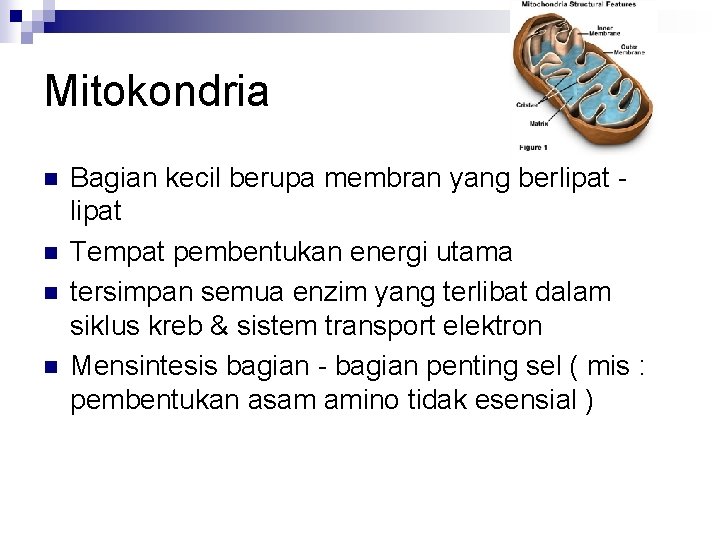 Mitokondria n n Bagian kecil berupa membran yang berlipat Tempat pembentukan energi utama tersimpan