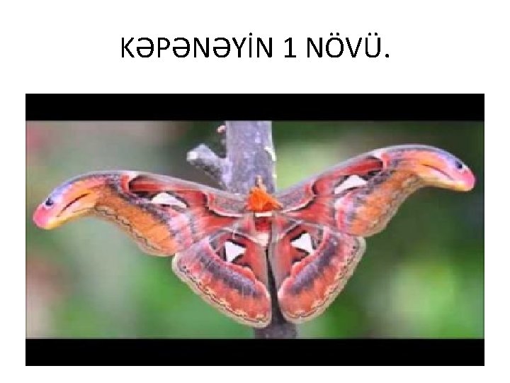 KƏPƏNƏYİN 1 NÖVÜ. 