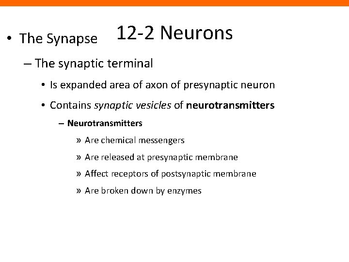  • The Synapse 12 -2 Neurons – The synaptic terminal • Is expanded