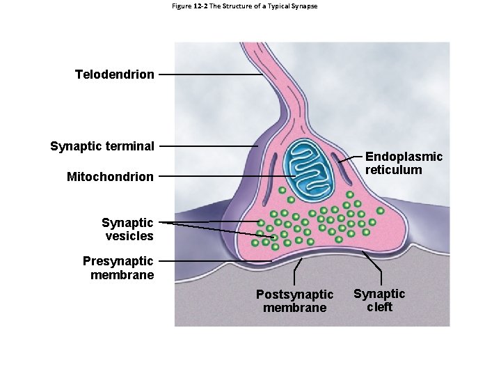 Figure 12 -2 The Structure of a Typical Synapse Telodendrion Synaptic terminal Endoplasmic reticulum