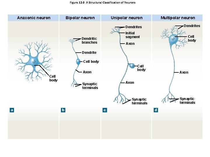 Figure 12 -3 A Structural Classification of Neurons Anaxonic neuron Bipolar neuron Unipolar neuron