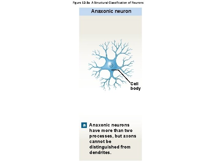 Figure 12 -3 a A Structural Classification of Neurons Anaxonic neuron Cell body Anaxonic