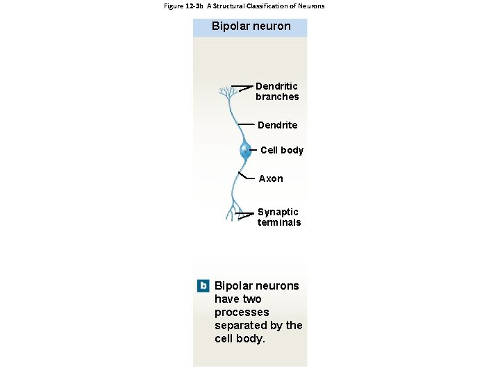Figure 12 -3 b A Structural Classification of Neurons Bipolar neuron Dendritic branches Dendrite