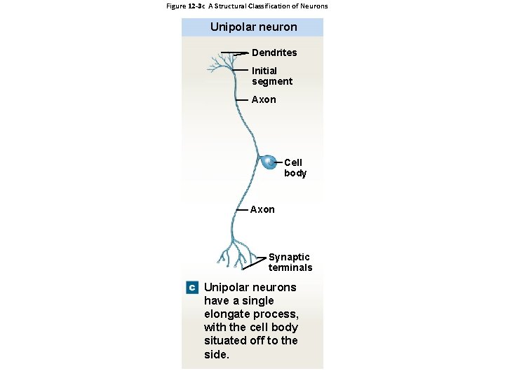 Figure 12 -3 c A Structural Classification of Neurons Unipolar neuron Dendrites Initial segment