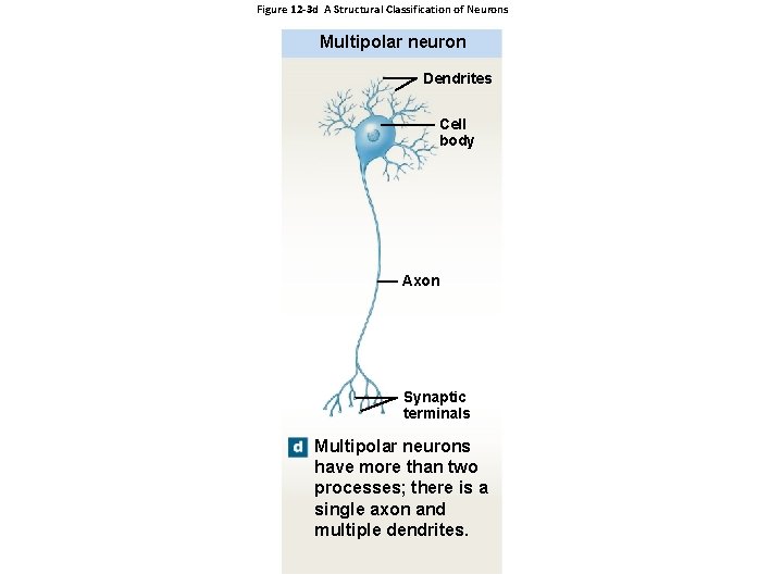 Figure 12 -3 d A Structural Classification of Neurons Multipolar neuron Dendrites Cell body