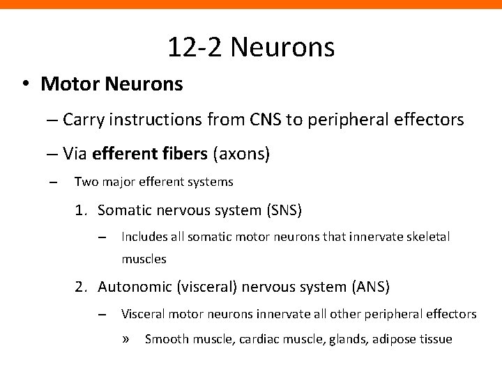 12 -2 Neurons • Motor Neurons – Carry instructions from CNS to peripheral effectors