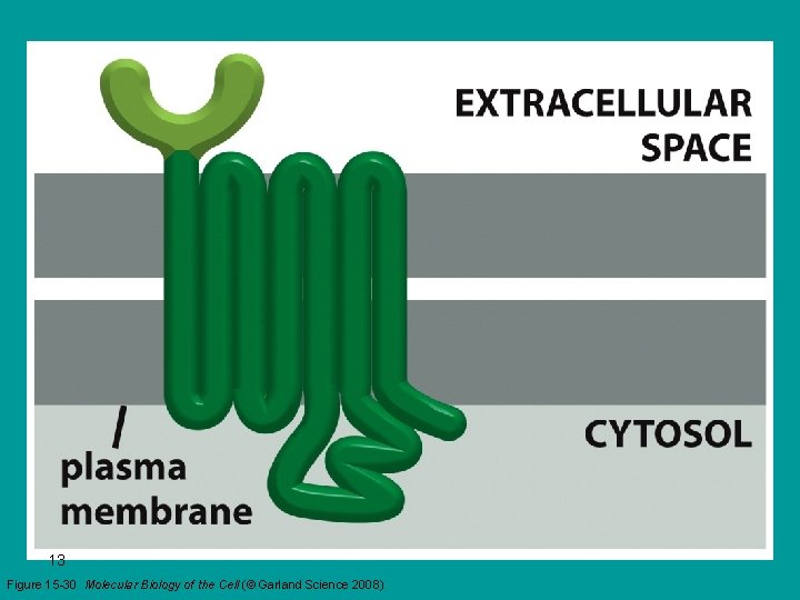 13 Figure 15 -30 Molecular Biology of the Cell (© Garland Science 2008) 