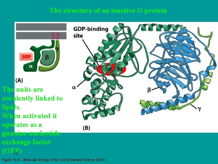 The structure of an inactive G protein The units are covalently linked to lipids.