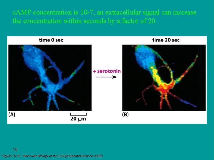 c. AMP concentration is 10 -7, an extracellular signal can increase the concentration within