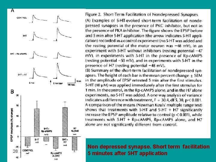 28 Non depressed synapse. Short term facilitation 5 minutes after 5 HT application 