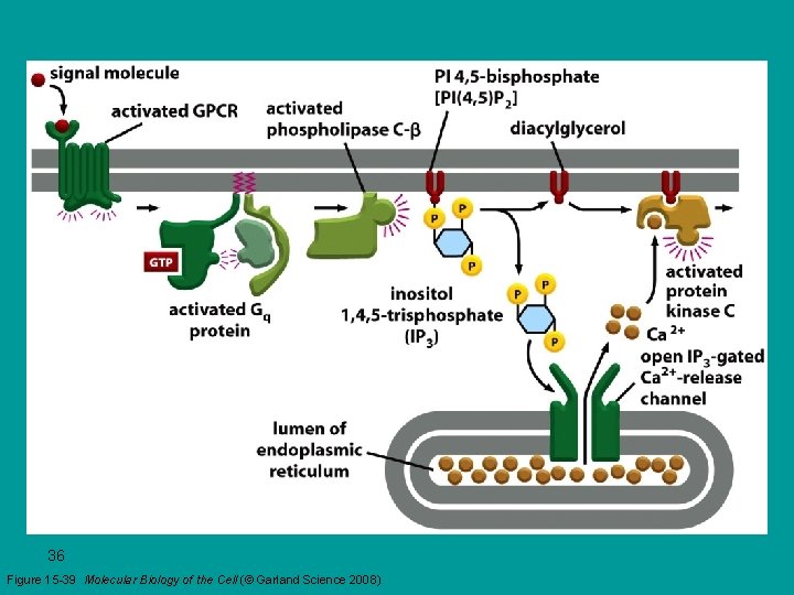 36 Figure 15 -39 Molecular Biology of the Cell (© Garland Science 2008) 