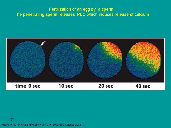 Fertilization of an egg by a sperm The penetrating sperm releases PLC which induces