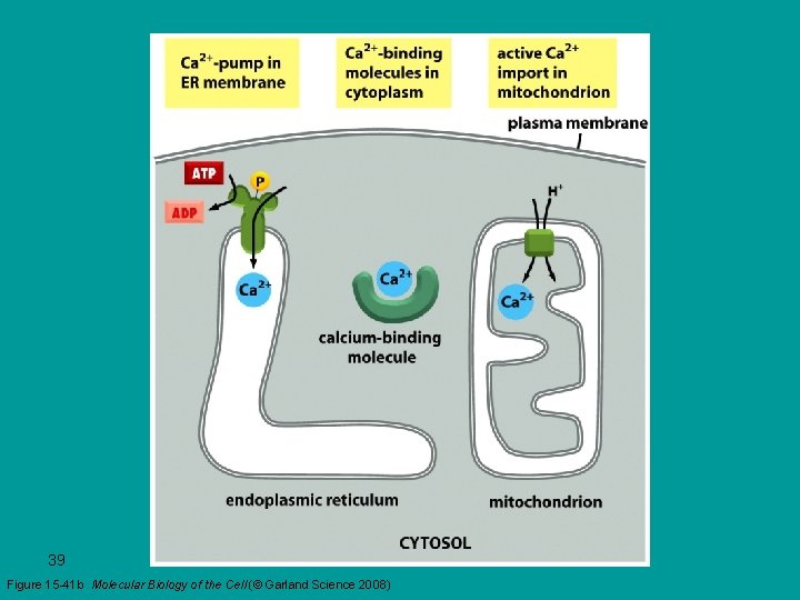 39 Figure 15 -41 b Molecular Biology of the Cell (© Garland Science 2008)
