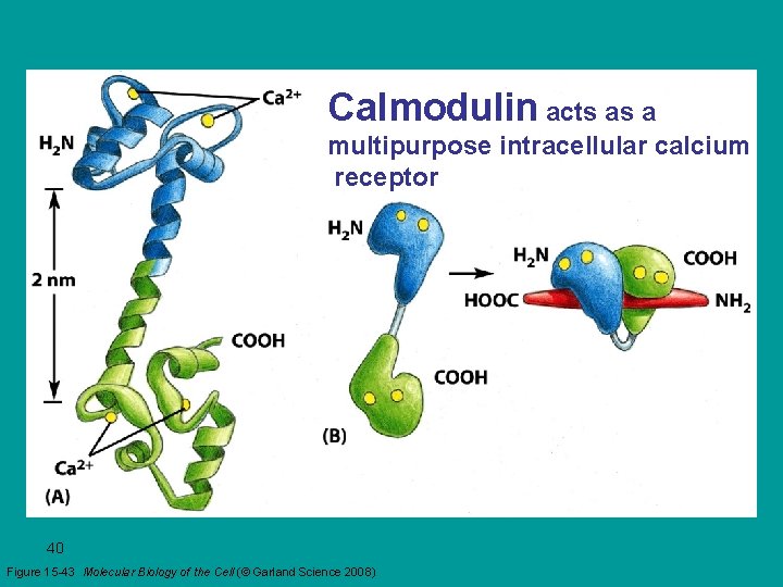 Calmodulin acts as a multipurpose intracellular calcium receptor 40 Figure 15 -43 Molecular Biology