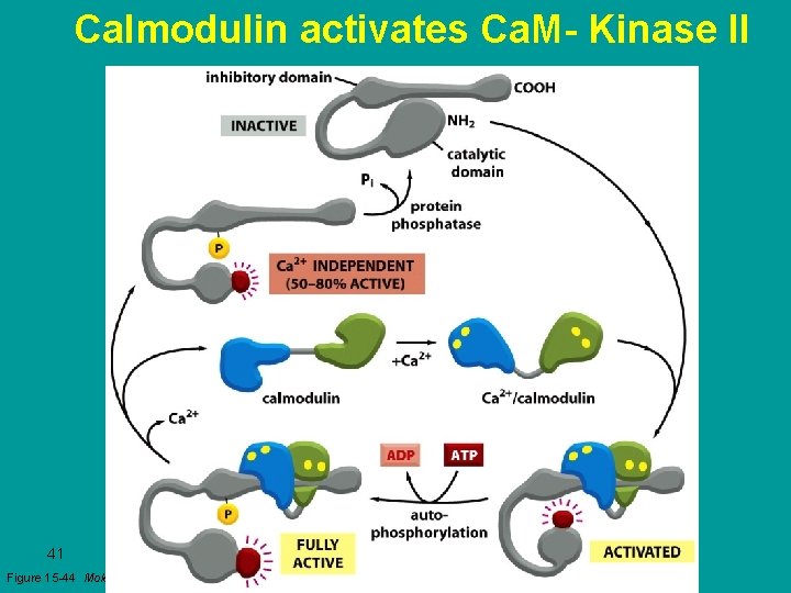 Calmodulin activates Ca. M- Kinase II 41 Figure 15 -44 Molecular Biology of the