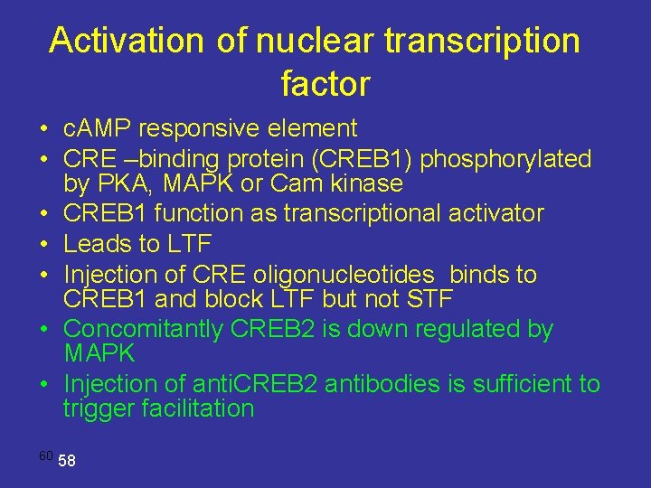 Activation of nuclear transcription factor • c. AMP responsive element • CRE –binding protein