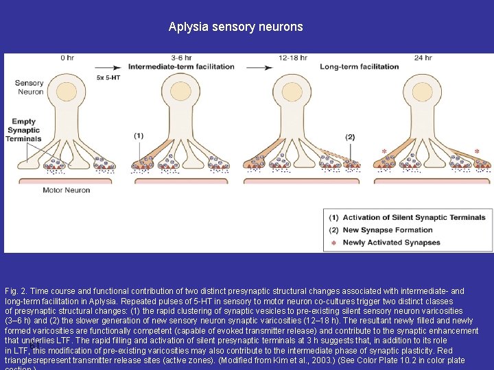 Aplysia sensory neurons Fig. 2. Time course and functional contribution of two distinct presynaptic