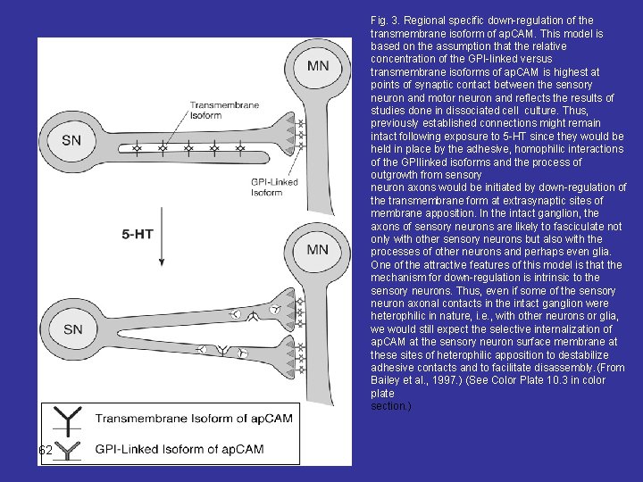 Fig. 3. Regional specific down-regulation of the transmembrane isoform of ap. CAM. This model