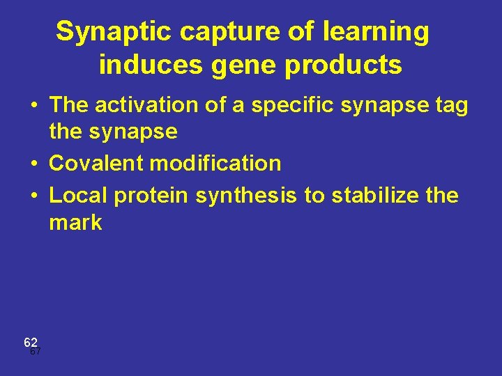 Synaptic capture of learning induces gene products • The activation of a specific synapse