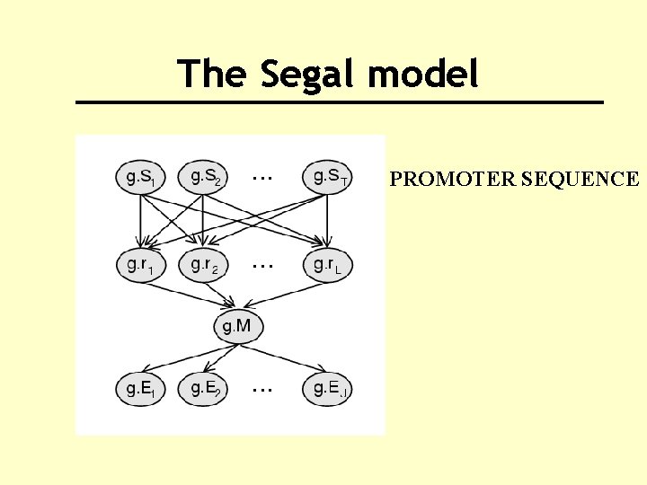 The Segal model PROMOTER SEQUENCE 