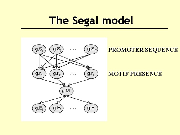 The Segal model PROMOTER SEQUENCE MOTIF PRESENCE 