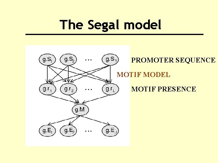 The Segal model PROMOTER SEQUENCE MOTIF MODEL MOTIF PRESENCE 