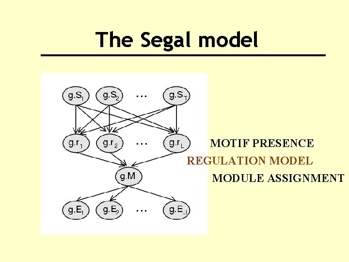 The Segal model MOTIF PRESENCE REGULATION MODEL MODULE ASSIGNMENT 