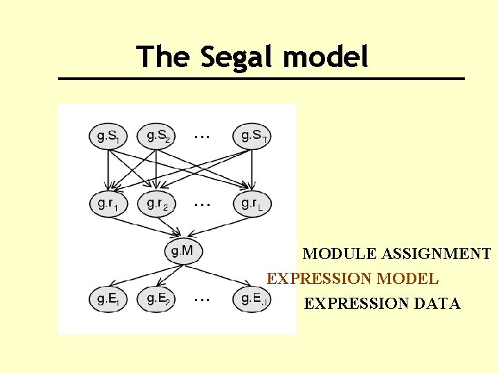 The Segal model MODULE ASSIGNMENT EXPRESSION MODEL EXPRESSION DATA 