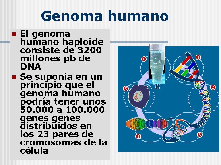 Genoma humano n n El genoma humano haploide consiste de 3200 millones pb de