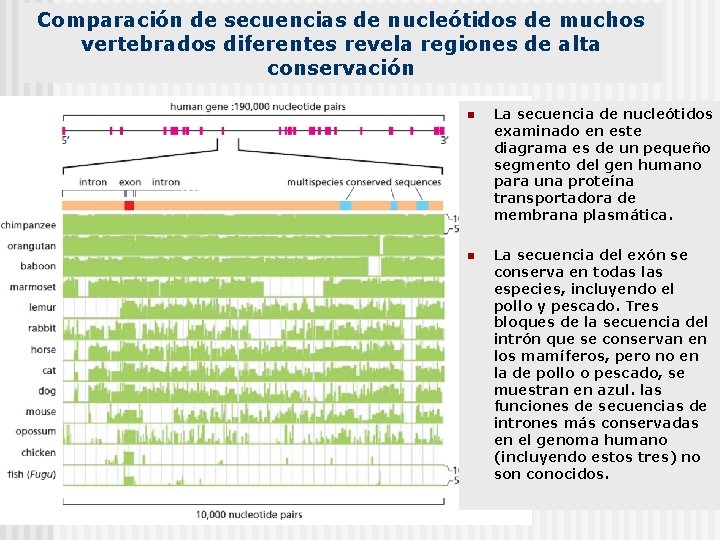 Comparación de secuencias de nucleótidos de muchos vertebrados diferentes revela regiones de alta conservación
