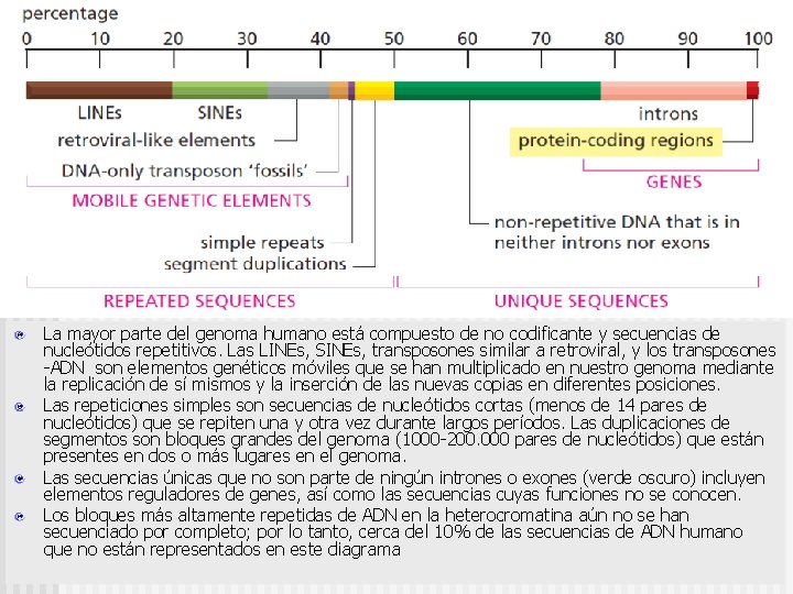 La mayor parte del genoma humano está compuesto de no codificante y secuencias de