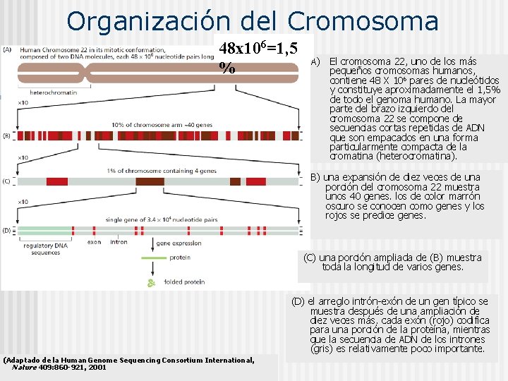  Organización del Cromosoma 48 x 106=1, 5 % A) El cromosoma 22, uno