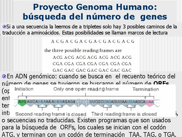 Proyecto Genoma Humano: búsqueda del número de genes Si a una secuencia la leemos