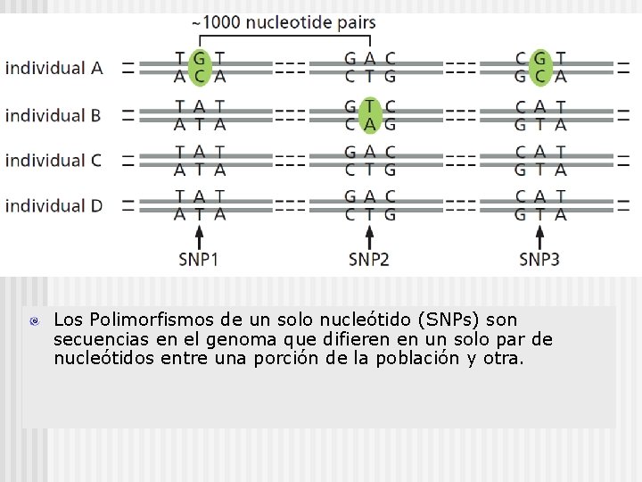 Los Polimorfismos de un solo nucleótido (SNPs) son secuencias en el genoma que difieren