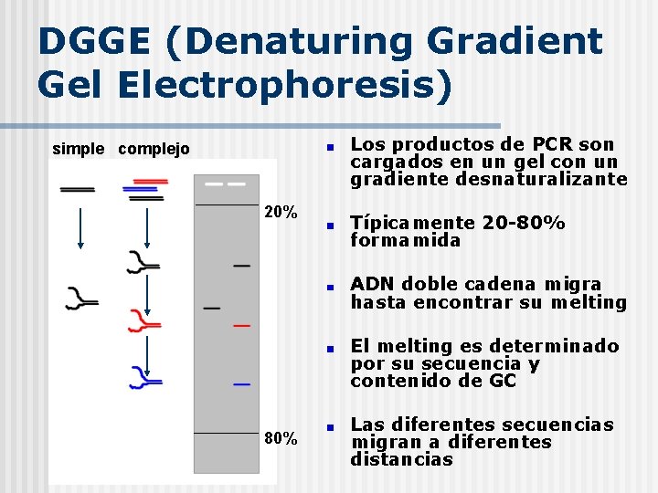 DGGE (Denaturing Gradient Gel Electrophoresis) Los productos de PCR son cargados en un gel