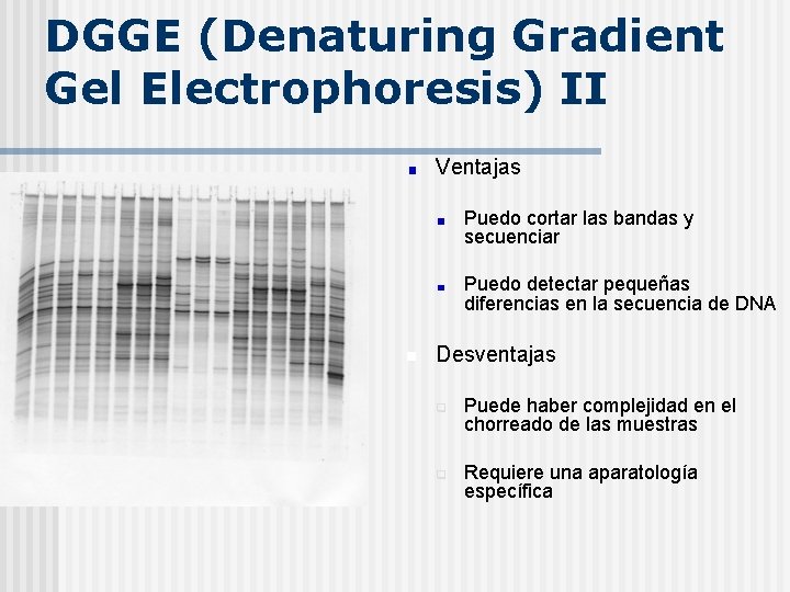DGGE (Denaturing Gradient Gel Electrophoresis) II Ventajas Puedo cortar las bandas y secuenciar Puedo