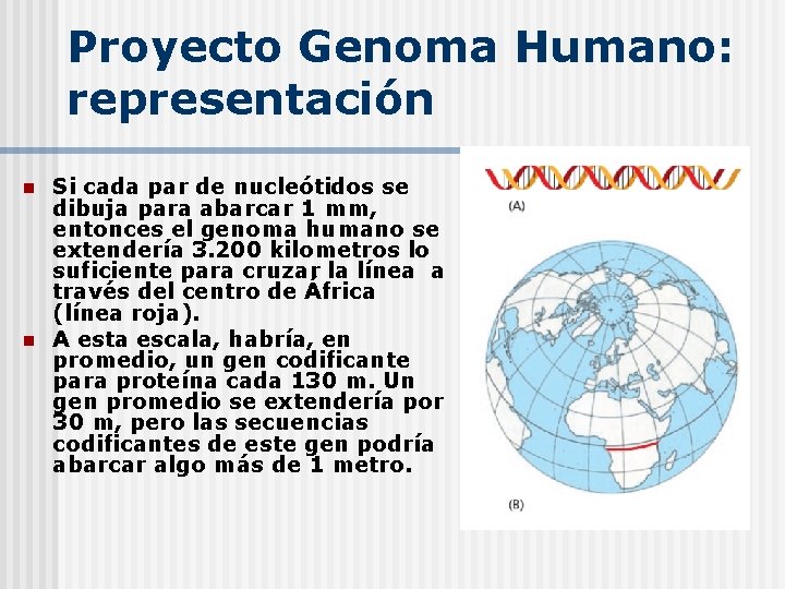 Proyecto Genoma Humano: representación n n Si cada par de nucleótidos se dibuja para