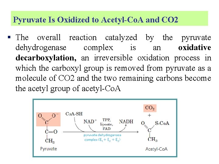 Pyruvate Is Oxidized to Acetyl-Co. A and CO 2 § The overall reaction catalyzed