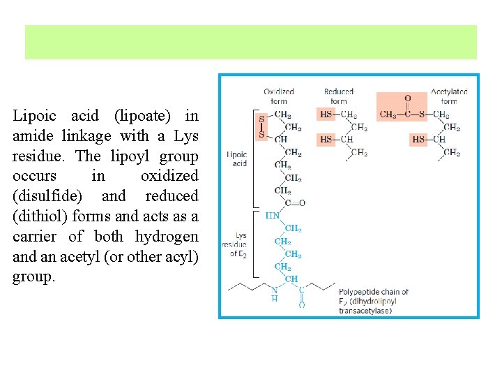 Lipoic acid (lipoate) in amide linkage with a Lys residue. The lipoyl group occurs