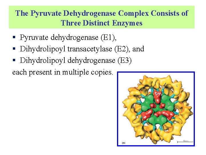 The Pyruvate Dehydrogenase Complex Consists of Three Distinct Enzymes § Pyruvate dehydrogenase (E 1),