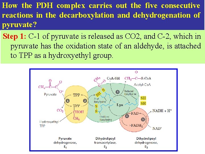 How the PDH complex carries out the five consecutive reactions in the decarboxylation and