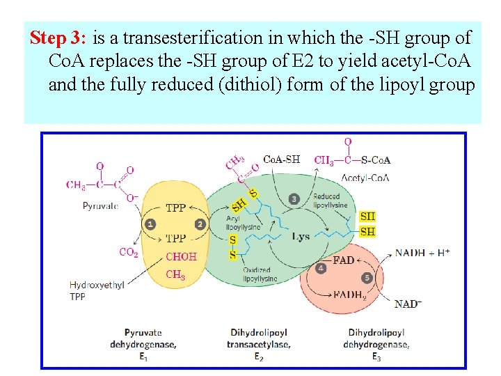 Step 3: is a transesterification in which the -SH group of Co. A replaces