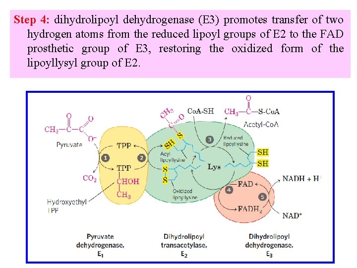 Step 4: dihydrolipoyl dehydrogenase (E 3) promotes transfer of two hydrogen atoms from the