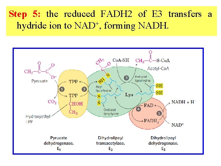 Step 5: the reduced FADH 2 of E 3 transfers a hydride ion to