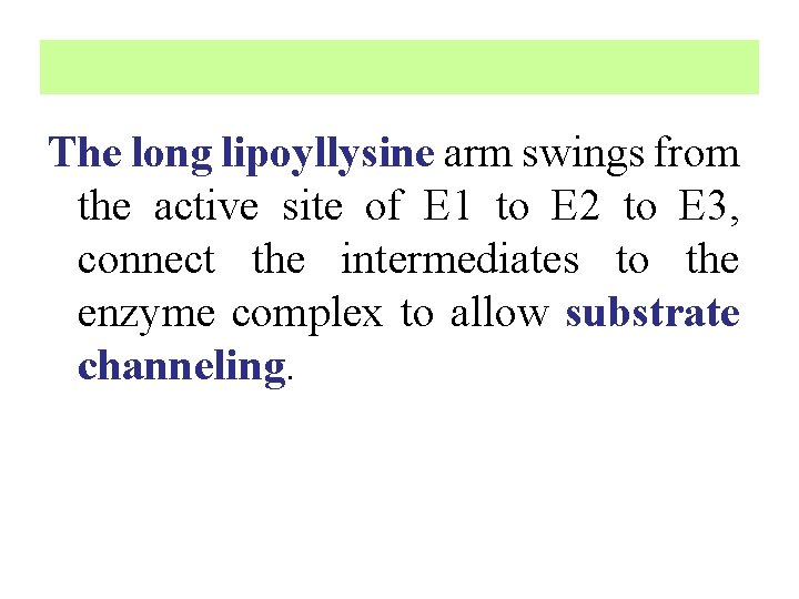 The long lipoyllysine arm swings from the active site of E 1 to E