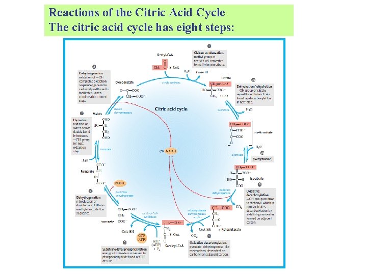 Reactions of the Citric Acid Cycle The citric acid cycle has eight steps: 